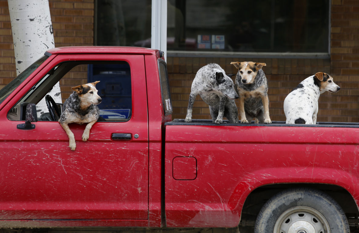 Your dog rides exclusively in the bed of the truck